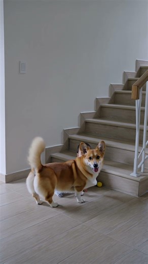 Corgi's Funny Protection Move