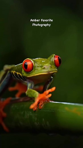 5K views · 177 reactions | The red-eyed tree frog is a stunning amphibian known with large red eyes. They're primarily found in the rainforest. I've wanted a good picture since I 1st laid eyes on these critters in the early 2000s.These frogs spend most of their time in trees near ponds or rivers. #redeyedtreefrog #costarica#amphibians #frog | Amber Favorite Photography | Facebook
