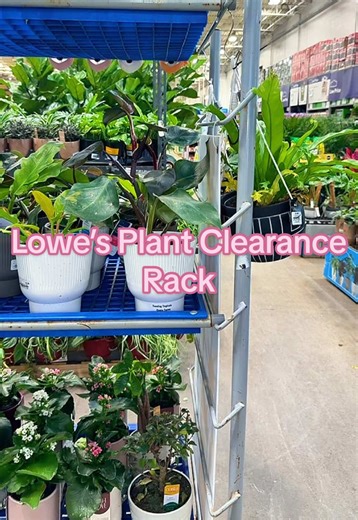 Exploring Lowe’s Plant Clearance Section Finds