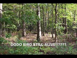 DODO BIRD SIGHTING 2021!? DODO BIRD STILL ALIVE 2021!? SPOTTED ALIVE!?
