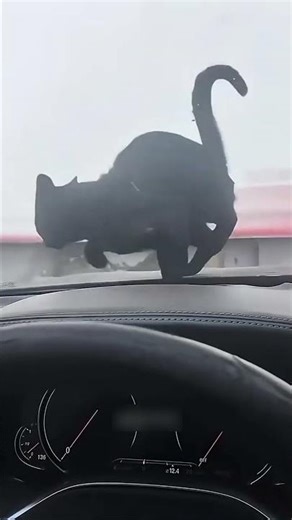 The Funniest Cat Moment on the Internet😹 #cat_meme #shorts