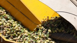 Almond tree harvest using a Mechanical arm with Almonds dropping off the tree in slow motion.