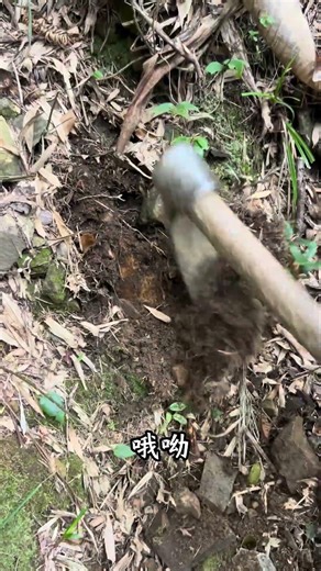 The dark stone circle and hidden bamboo shoots #Agriculture #New Farmer Plan 2025 #Rural Life