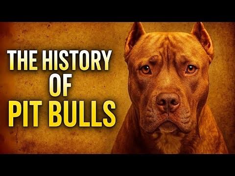 The History of the Pit Bulls: Heroes or Villains?