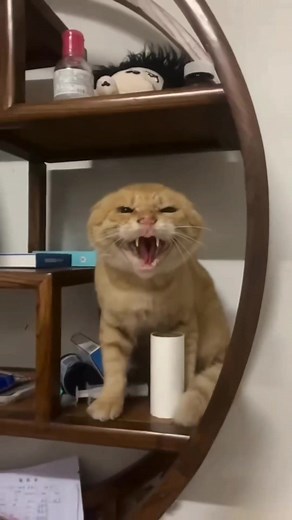 cucumber 🥒 😺#capcut #meme #humor #funny #edit