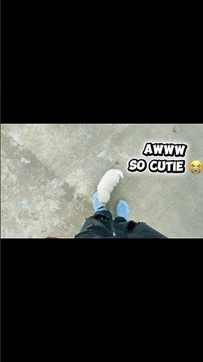 Cutest Doge Ever 😍 You’ll Smile Instantly