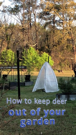 How to keep deer out of your garden #reels #deer #garden #gardening #growingoutthebox #deercontrol