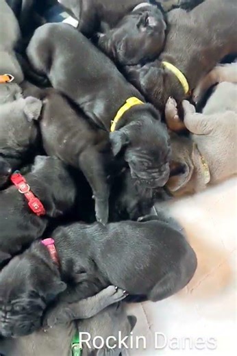 AKC Champion Great Dane Pups! 2 weeks old! #cutepuppies #puppy #cutepuppy #cuteanimal #puppy #tiktok