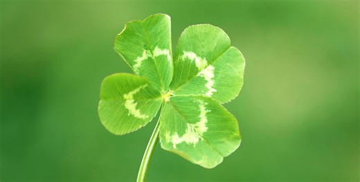 Do You Know the Difference Between a Shamrock and a Four-Leaf Clover?