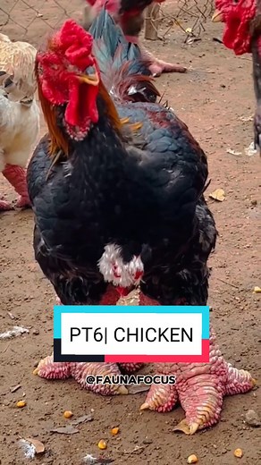 Discover Different Chicken Breeds From Around the World