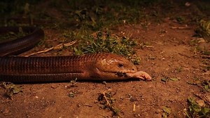 European glass lizard feeding a rat. Legless lizard looks like a snake (Pseudopus apodus). Non venomous reptile, harmless. its characteristics: possessing eyelids, possessing external ear openings