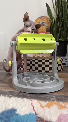 Smart Cat Puzzle Challenge: Marshall's IQ Test