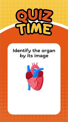Guess the organ #quiz #humanbody #anatomy #organs
