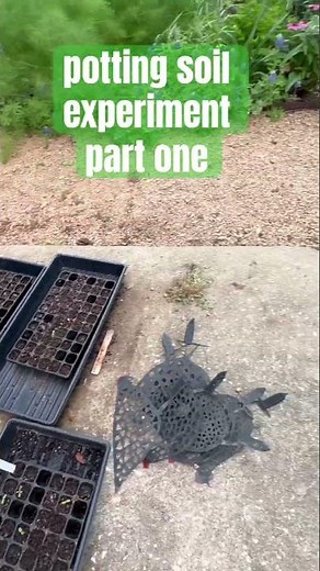 Testing the difference between miracle grow and Buchanan’s native plants potting soil