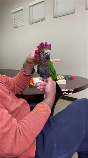 Adopt a Sweet Baby Hawk Headed Parrot Today!