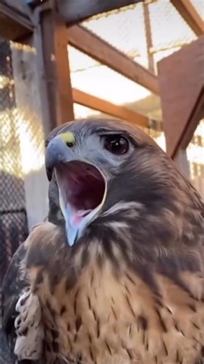 Rare Bird Sounds You’ve Never Heard Before! No:9 is Almost Extinct! #birds #birdsong #naturesounds