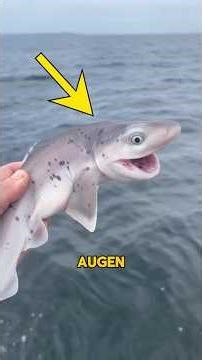 Unglaubliche Geschichte zwischen BABY HAI und ANGLER🥹❤️ #hai #angeln #tiere