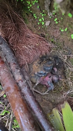 So tiny and thin, the cuckoo gets squashed under the chicks!杜鹃鸟太瘦小了，反而被小鸟压在下面