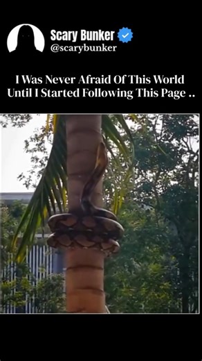 Scary Bunker on Instagram: "In the shadowed undergrowth, danger doesn't strike -it wraps. The python is one of nature's most methodical predators, built not for venom, but for control through pressure and patience. Adult pythons commonly reach 10-20 feet in length, with massive individuals growing beyond 25 feet and weighing 80-150 kilograms. This size isn't for speed-it's for dominance. With a body designed to overpower, pythons rely on precise timing. One calculated lunge, followed by powerful