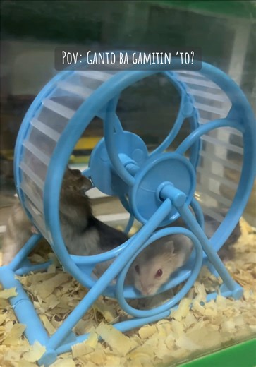 Winter white hamster in the wheel #winterwhitehamster #winterwhite #hamsters #hamster #hamsterwheel