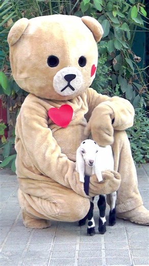 Cute Cartoon Teddy Bear playing with 🐐 kid | Fun With Teddy Bear #funwithteddybear #funny #cartoon #foryoupage #funnyvideo #fyp #foryou #cartoon #foryoupage