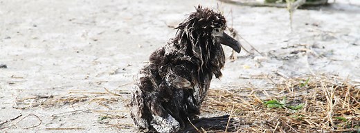 Animals in natural disasters