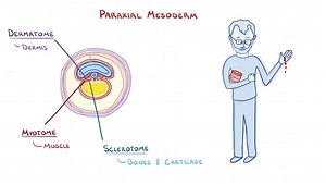 Video: Mesoderm - Video Explanation! | Osmosis | Osmosis