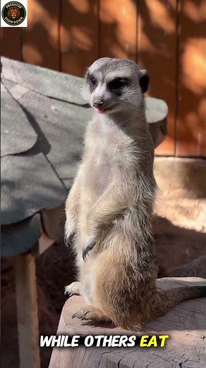 “Why Meerkats Always Stand Guard 🐾 | Amazing Meerkat Facts” | meerkat