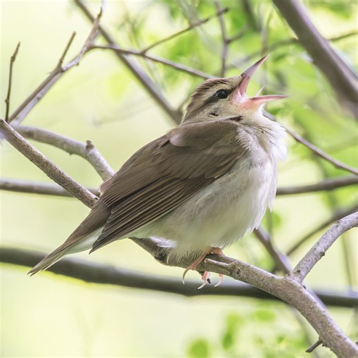 Rare Bird Alert: May 15, 2026 - American Birding Association