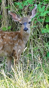 17K views · 779 reactions | It’s That Time of Year—Baby Wildlife...