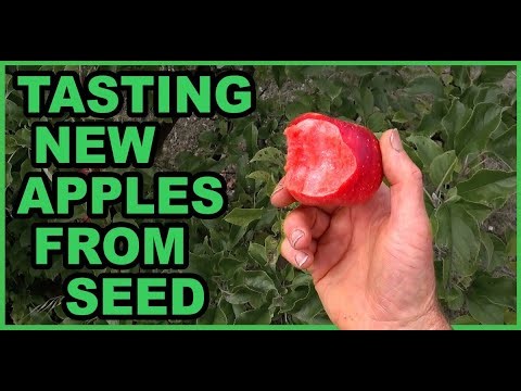 Testing New Apple Varieties, Promising Red Fleshed, Good, Bad, Pretty, Ugly...