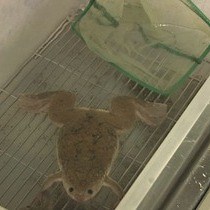 Video: Simultaneous Pre- and Post-synaptic Electrophysiological Recording from Xenopus Nerve-muscle Co-cultures