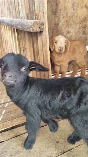 So Many Cute Goat Poses in One Video! 🐐❤️ #cutefarmanimal #animals #anmals #farming #beautifullgoats