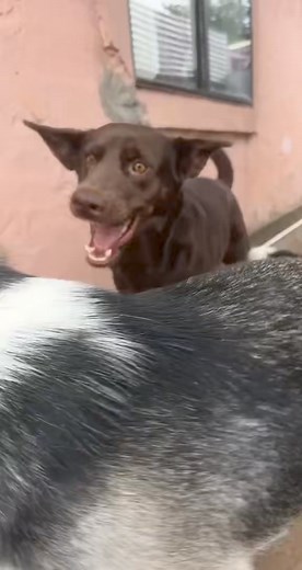 Faith in humanity restored 梁 #dog #dogrescue #animalrescue #doglife #puppy #dogs #dogsofinstagram #storytime #foryou #viral | Saving Shelter Dogs from Euthanasia | Facebook