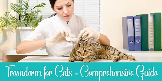 Tresaderm for Cats: Benefits, Safety, And Tips | Raise a Cat