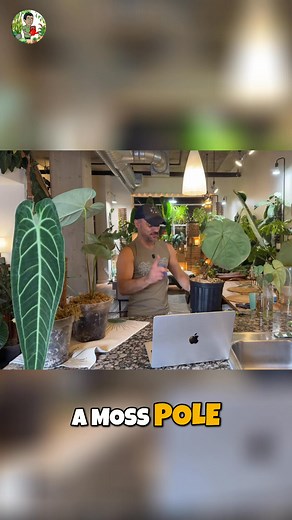 Queen Anthurium drama is real — and this comeback is WILD. 👑🌿 After a brutal fungal infection forced me to chop most of her leaves, this queen wasn’t giving up. A brand-new leaf is finally emerging thanks to some good ole' fashioned Anthurium care… and it’s already on track to outgrow every leaf she’s ever had. The dream? A fully recovered queen standing proudly next to my massive king. Stay tuned! 🌿 Watch my latest live episode here → https://youtube.com/live/jT1ZI0kDsiA?feature=share #Queen