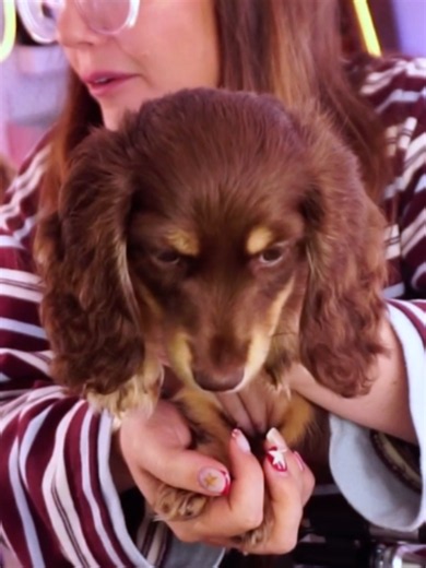 Dachshund puppy wake-up tips — Get up!