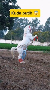 White Horse 😱 #folklore #tradition #latinmusic #wheatherfolklore #musicaward #seasonalforecast #awardshow #seasonalevent #spingseason | Arty