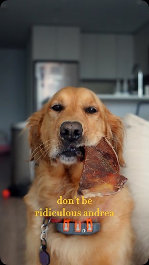 Bison Box is HERE Supplies are limited 🦬 You won’t find a better deal on premium bison chews and treats like these. Box includes: •Large Bison Trachea •2 Large Bison Scapula Cartilages •Bison Snout •Bison Ear •4oz Bison Bites (100% lean bison meat) •4oz Bison Strips (100% lean bison meat) This box has over a $90 value and is listed at 15% off!! 👀👀 Featuring @roamingretrievers 🐾 Aren’t they the cutest! | Chewy Pawz