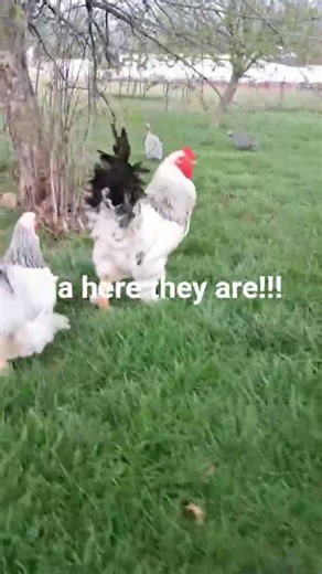 Cluck Norris's friends are back #funnyanimals #chicken #rooster #clucknorris