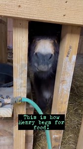 He just wants to make sure he is fed before the cows! #fyp #donkey #minidonkey #hungry #boggsfunnyfar | Henry The Donkey