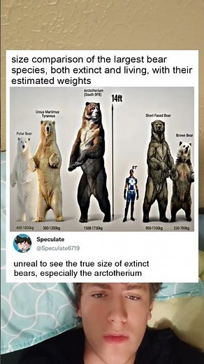 size comparisons of bears