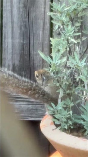 Umm excuse me little one, must you hide your nuts in my sage plant
