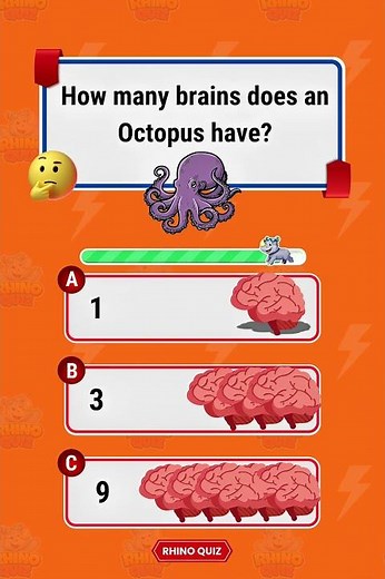 How many brains does an Octopus have? 🐙 #Octopus #MarineLife #Biology #SmartAnimals #USAquiz