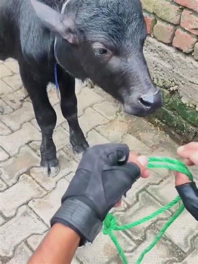I will teach you how to tie the bridle knot. It's almost lost, but you can't lea