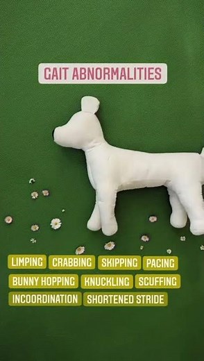 Gait Abnormalities in Dogs | Animal Massage