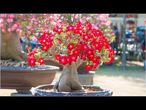 Adenium Plant (Desert Rose) Care: Complete Guide to Cultivation, Growth, and Maintenance
