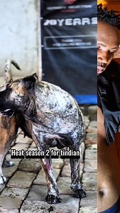 Heat season 2 for tindiana and we are glad that in 2 days we put Dracula on her 1st time 😊 | Obele skits