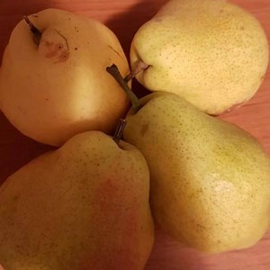 Soiul de par Kieffer, un soi valoros, atat prin calitatea fructelor, dar si prin rezistența foarte ridicată a pomilor la Erwinia amylovora ( Focul bacterian), Psyla ( Paduchele melifer al parului), Afide, dar si la alti agenti patogeni specifici părului. Fructele sunt mari si se recolteaza către sfarsitul lunii octombrie. Fructele sunt apte pentru consum dupa cca 3 săptămâni de pastrare, cand capătă o culoare galben- lemon, un guat placut, iar pulpa este crocanta, dar in același timp suculentă. 