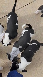 20K views · 334 reactions | PUPPIES, PUPPIES AND MORE PUPPIES. These...